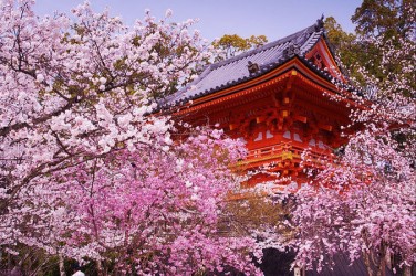 Сакура зацветет в Японии раньше срока, фото, новости туризма