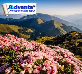 Абхазия в цвету