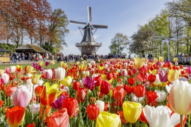 Парк цветов Кёкенхоф + Бельгия-Нидерланды. Шарлеруа