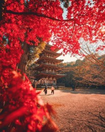 Открывая Японию: Токио - Киото - Осака 