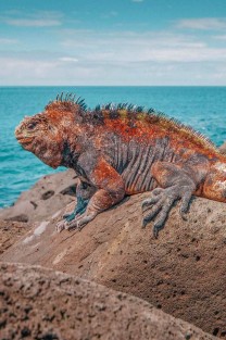 Галапагосские острова