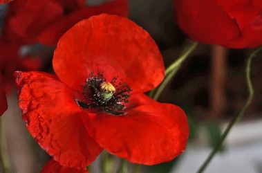 Маки в кадре. Порхов Маки в кадре. Порхов